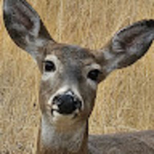 Meet your Posher, Zoe